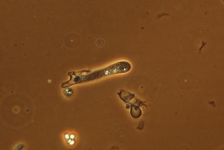 Miniera di Gambatesa5